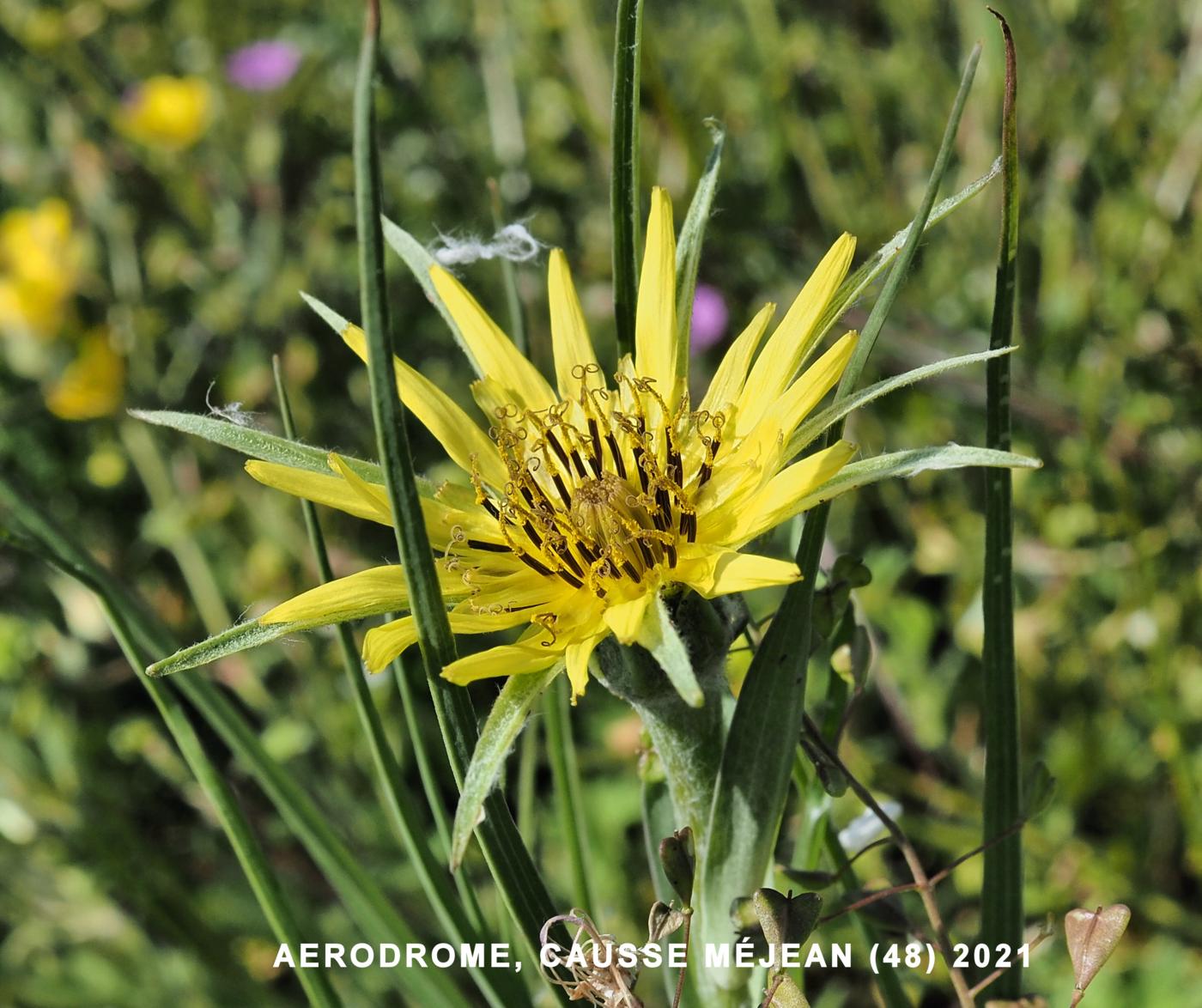 Salsify, Yellow flower